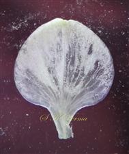  Vexillum